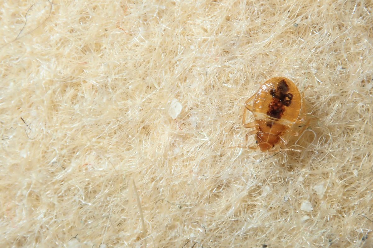 The Different Types of Bed Bugs - PestQueen